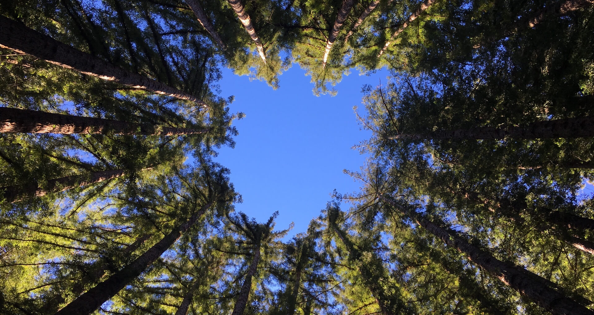 NorCal CMA Retreat